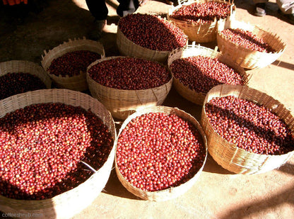 Ethiopia;  Konga -Yirgacheffe - Natural - Eternity Coffee Roasters